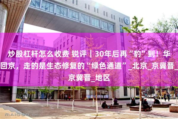 炒股杠杆怎么收费 锐评｜30年后再“豹”到！华北豹回京，走的是生态修复的“绿色通道”_北京_京冀晋_地区